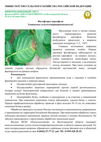Фитофтороз картофеля